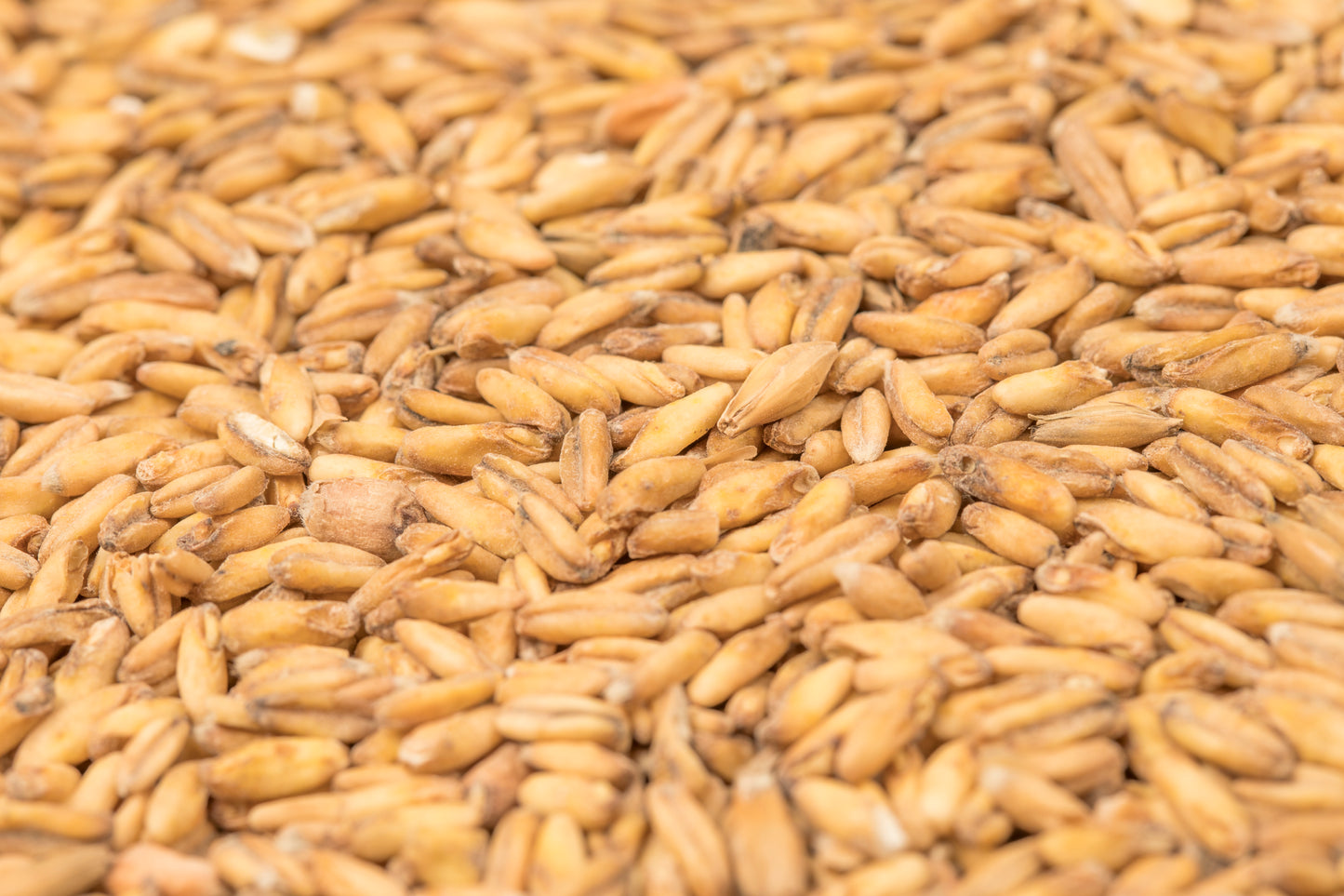 BEST Oat Malt
