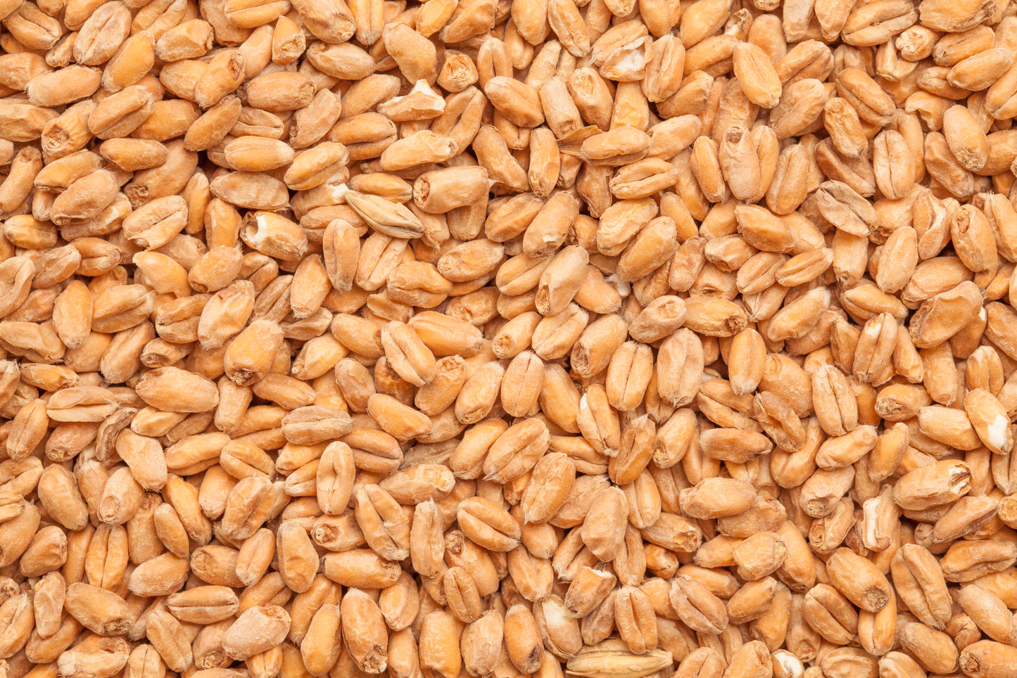 BEST Wheat Malt
