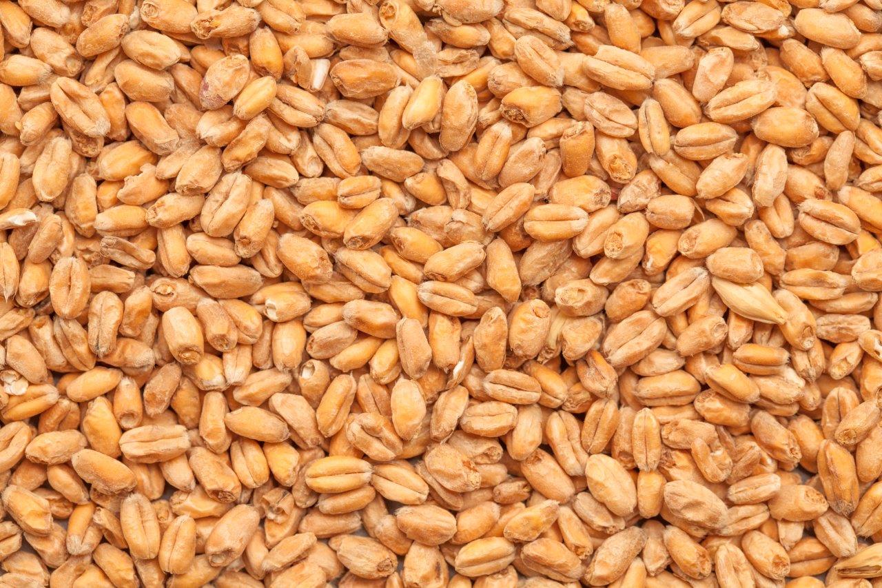 Best Heidelberg Wheat Malt